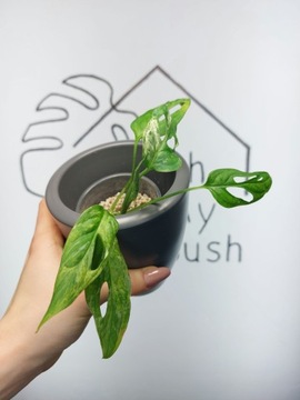 Monstera Adansonii Indonesian Marble Variegata | 15-20cm