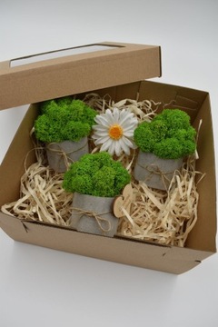 Подарочный набор «Крабовый лес»