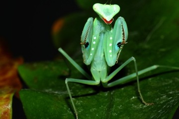 Sphodromantis AUREA Настоящий синий богомол