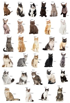 Магниты на холодильник Знакомлюсь с ПОРОДАМИ КОШЕК