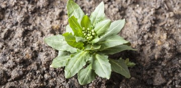 ROUNDUP RANDAP BAYER 1L + AGROSAR 1L CIECH NA CHWASTY na bazie glifosatu