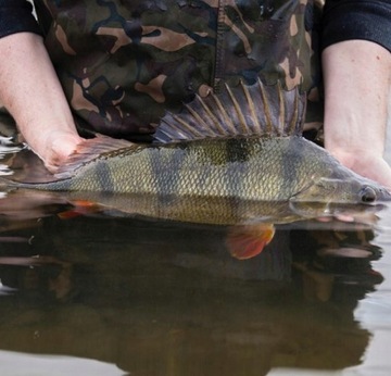 RELAX OKLAHOMA ласточка 2,75 дюйма 6,5 см # 1 шт.