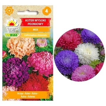 Aster Peoniowy Wysoki MIESZANKA MIX Nasiona kwiaty