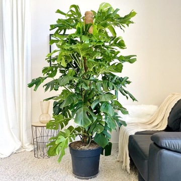 Monstera dziurawa deliciosa XXXL OGROMNA bardzo duże liście salon biuro