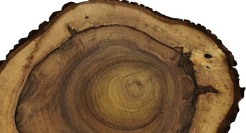 Срез грецкого ореха 53x46 Дерево для смолы