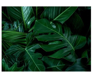Fototapeta 254x184cm Monstera zielone liście lub