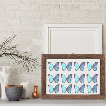 Pudełko na okazy owadów do terrarium