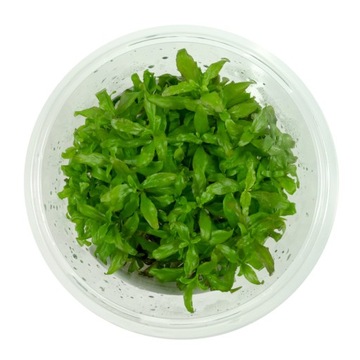 Hygrophila Polysperma nadwódka wielonasienna kubek