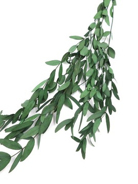 Стабилизированный эвкалипт PARVIFOLIA