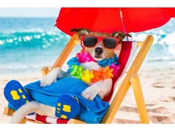 HAFT OBRAZ na PREZENT MOZAIKA PIES PIESEK RELAX PI