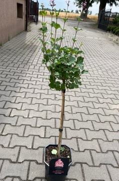 LILAK MEYERA PALIBIN NA PNIU 80 cm PIĘKNY fiolet