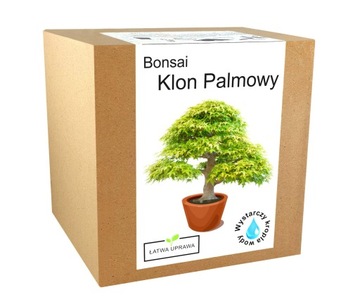 Zestaw do uprawy drzewko Bonsai Klon Palmowy liść