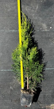 Tuja Thuja occidentalis Szmaragd 50 cm, poj. P9
