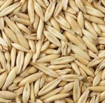 OWIES PASZOWY ZIARNO 1KG ZBIÓR 2024