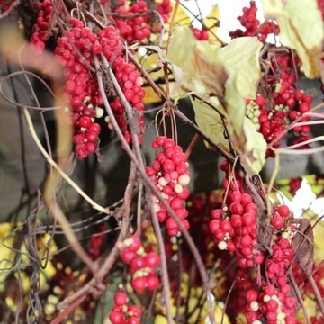 Лимонник китайский (Schisandra chinensis) P9/C1