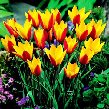 Tulipan Botaniczny Cynthia 5 szt cebulki /152