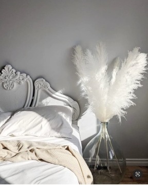 TRAWA PAMPASOWA SUSZONA DO WAZONU OZDOBNA PAMPASY