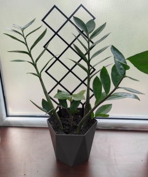 ПОРТФОЛИО ПЛАНТЕТОВ ПЕРГОЛА КРАТ 37 см