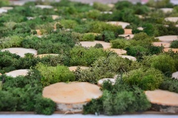 Настенное панно из срезов дерева, мох хроботек