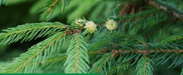 Treol 770 EC olej parafinowy przędziorkobójczy owadobójczy insektycyd 1l