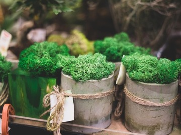 Подстилочный мох Финский олений мох 500г темно-зеленый