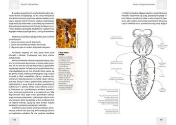 Анатомия и физиология медоносной пчелы