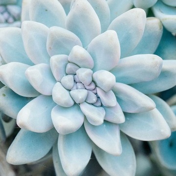 Echeveria Estrela Urocza Eszeweria Błękitno-Biała
