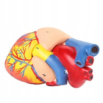 АНАТОМИЧЕСКАЯ МОДЕЛЬ СЕРДЦА, МОДЕЛЬ СЕРДЦА ЧЕЛОВЕКА