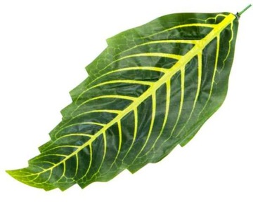 Liść Sanchezia green/lt.green SZTUCZNE LIŚCIE