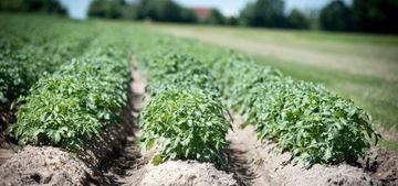 CEDRUS TJ02 ТРАКТОР ОДНООСНЫЙ ТРАКТОР МИКРОТРАКТОР ДЗИК ВОМ JANSEN BCS