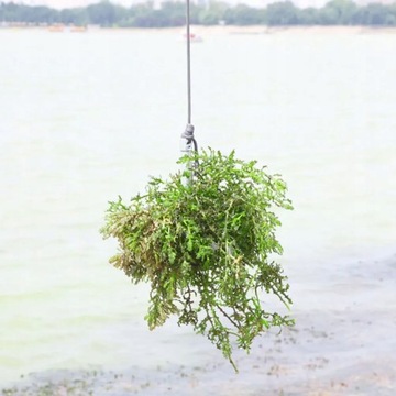 Грабли для пруда с водной травой