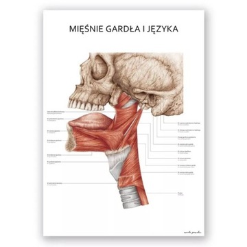 Plansza tablica anatomiczna plakat mięśnie gardła