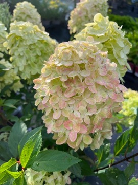 Морозостойкий букет гортензии МОХИТО, красивые, крупные, морозостойкие цветы.