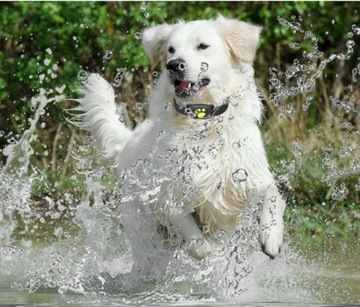 GPS-ОШЕЙНИК Z8 ДЛЯ ЖИВОТНЫХ СОБАК КОШЕК