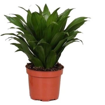 ДРАКЕНА КОМПАКТА (Dracaena fragrans) Комнатное растение Крупный саженец P12 - M