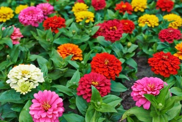 CYNIA DALIOWA MIX