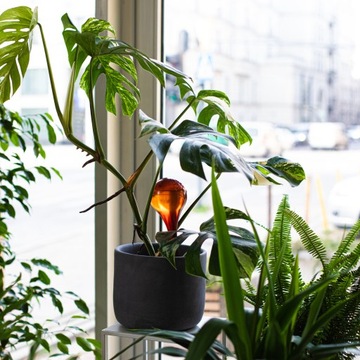 Kule nawadniające 400ml 4szt bursztynowe przezroczyste do roślin doniczki