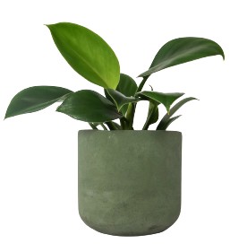 Doniczka betonowa 12cm zielona
