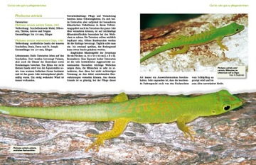 Дневные гекконы рода Phelsuma H.P. Бергхоф, DE