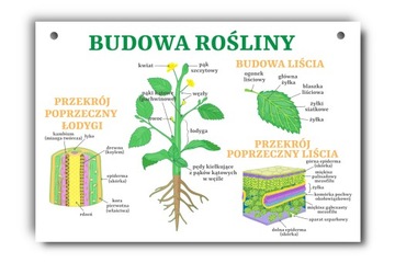 Tablica edukacyjna budowa rośliny liść łodyga A4