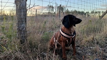 Забор из лесной сетки рулон 50м 180/21/30 G12