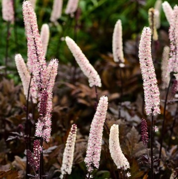 Pluskwica prosta BLACK NEGLIGEE Świecznica SADZONKA W DONICY Actaea simplex