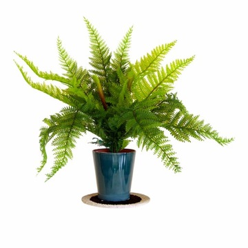 ПАПОРОТНИК БУКЕТ ПАПОРОТНИК ИСКУССТВЕННЫЙ ПЕРЕХОДНЫЙ ПАПОРОТНИК КАК ЖИВОЙ ДЛЯ КОМПОЗИЦИИ