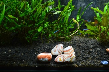 Греческая галька Politiko, декоративный камень радуги, 3-6см, 20кг