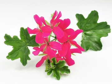 Pelargonia zwisająca bluszczolistna malinowa PB2