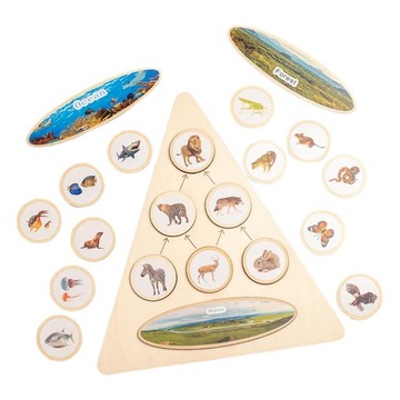 Лоток с жизненным циклом игрушек Монтессори, флеш-карты, стадия роста, треугольник