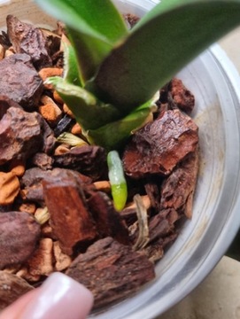 Субстрат для орхидей и орхидей Seramis Pine Bark Nitro Lime Substrate 7л