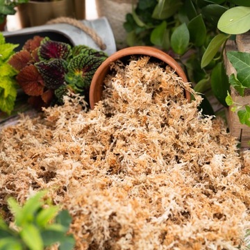 MECH TORFOWIEC - SPHAGNUM - 1 L martwy