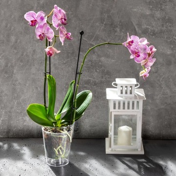 КРЫШКА ДЛЯ ЦВЕТОЧНОГО ВАЗОНА ДЛЯ ЦВЕТОВ ОРХИДЕИ, ПРОЗРАЧНАЯ КРЫШКА ДЛЯ ЦВЕТОЧНОГО ВАЗОНА 12 СМ ДЛЯ ХРАНЕНИЯ