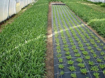 AGROTKANINA Z OTWORAMI POD SAŁATĘ OGÓRKI CEBULE CZOSNEK ITP 1,10 X 10m Z UV